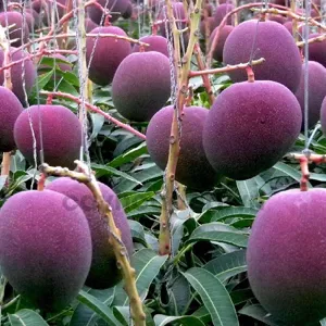 Gibberellic Acid 90% (GA3) nguyên chất