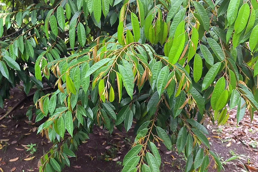 Đọt sầu riêng