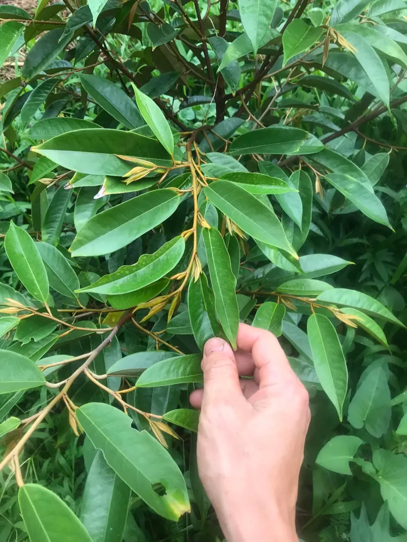 Sầu riêng sau 2 cữ dùng Ga3 10ppm, Amino và NPK KH Nguyễn Minh Thuận (Mang Thít - Vĩnh Long)