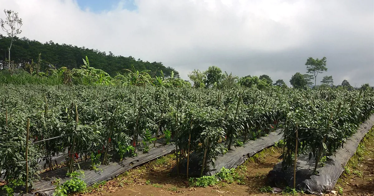Ruộng ớt trồng trên luống phủ bạt, có cọc và dây giữ cây