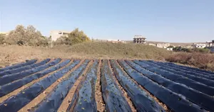 Luống dâu tây phủ nilon đen có hệ thống tưới nhỏ giọt