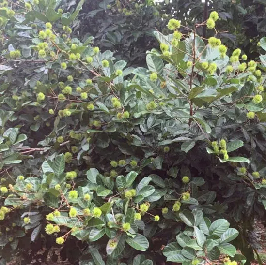 Vũ Quốc Quy