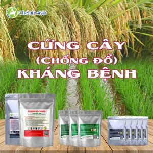 Bộ nguyên liệu Combo Cứng Cây Kháng Bệnh cho lúa gồm Mepiquat Chloride và CCC