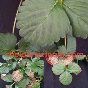 Magie Chelate (Mg-EDTA-6) tan hoàn toàn trong nước