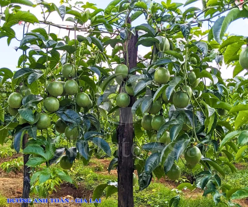 Hình ảnh Chanh dây sử dụng các sản phẩm của Chelate -KH Dương Anh Toàn