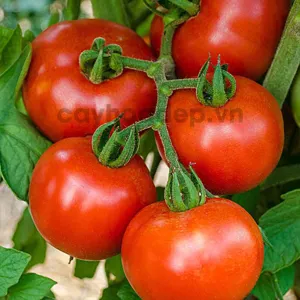 Auxin K-IAA 98% (Potassium 3-Indole acetic acid) tan trong nước