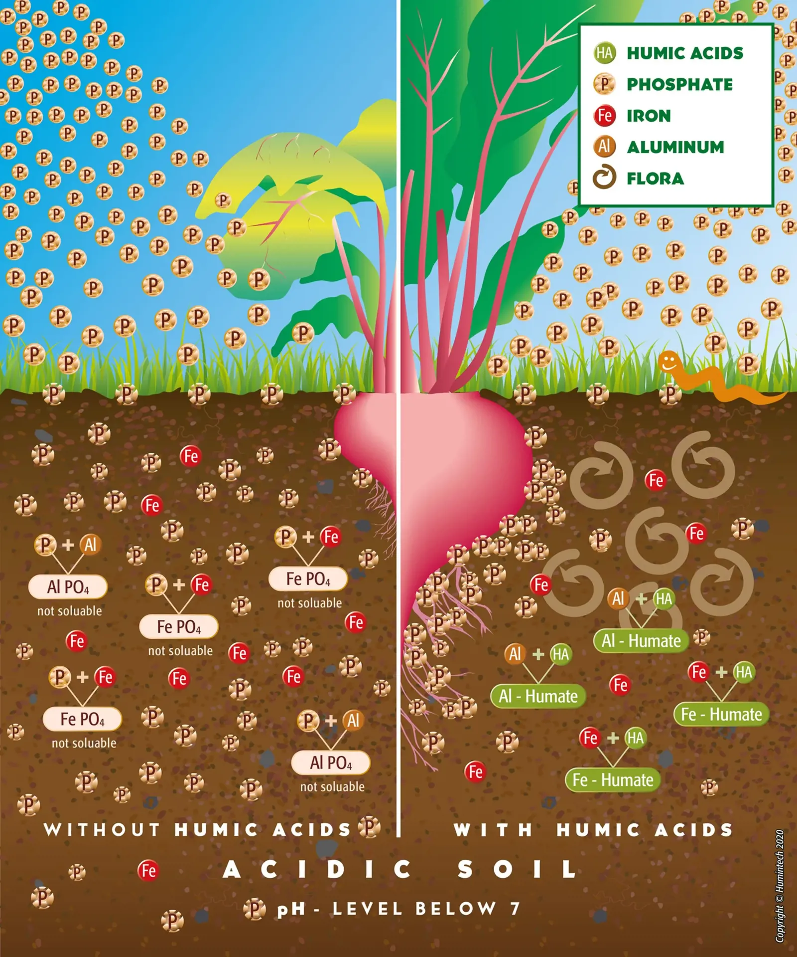 So sánh đất chua không có và có axit humic