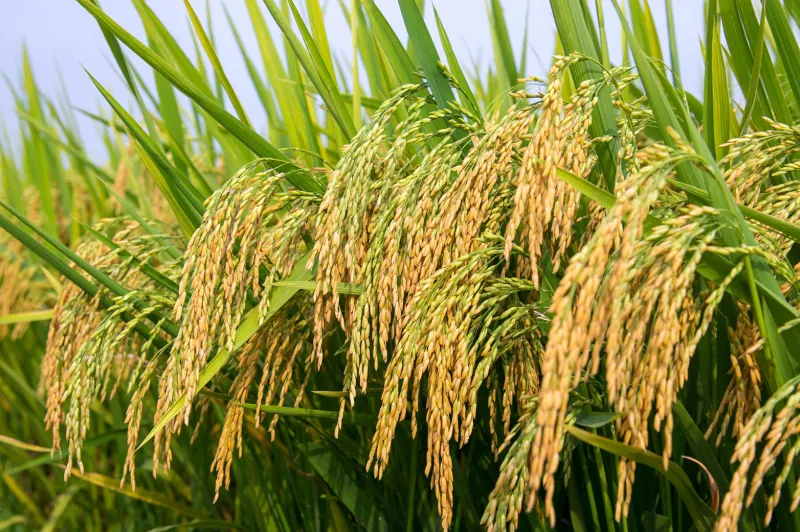 GIỐNG LÚA ML 218 | Trung Tâm Giống Nông Nghiệp Tỉnh Bình Thuận