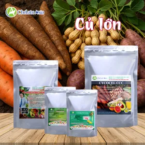 Bộ nguyên liệu Combo Củ Lớn gồm Chlormequat Chloride CCC, DA-6, kali hydro photphat MKP và bột rong biển