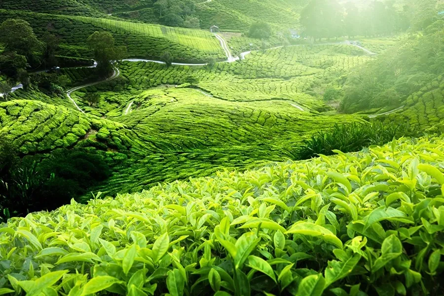 GA3 IAA Brass giúp chè bật búp
