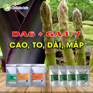 Bộ nguyên liệu Combo DA6 + GA4/7 gồm GA4+7, DA-6, Nitrophenolate, Amino Acid và chelate vi lượng