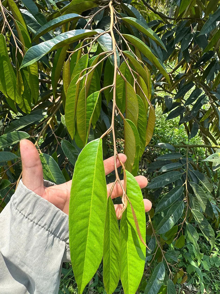 Mai Khắc Ân