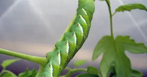 Sâu sừng thuốc lá (Manduca sexta) ăn lá cây cà chua