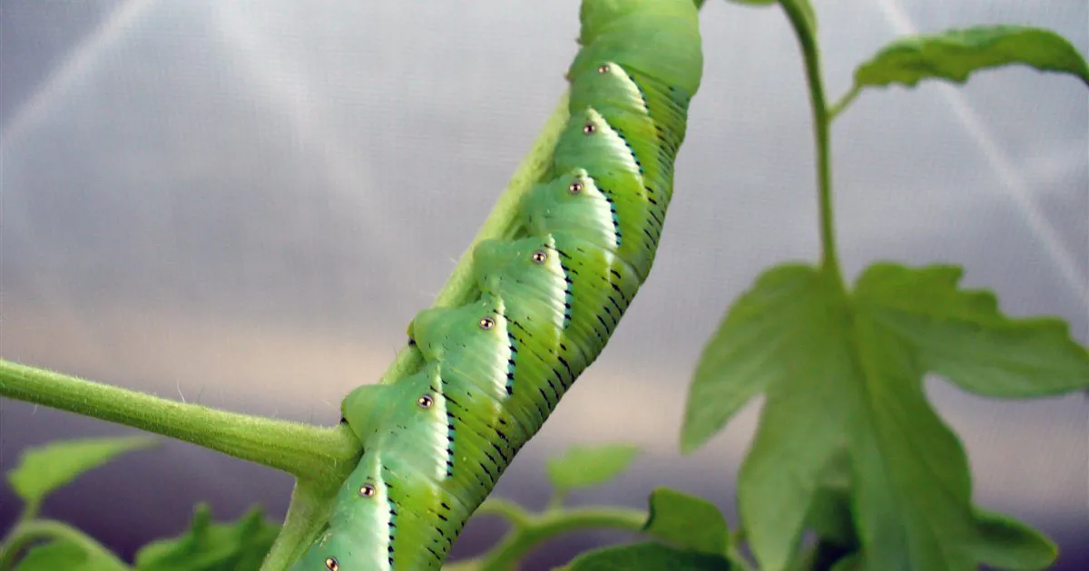 Sâu sừng thuốc lá (Manduca sexta) ăn lá cây cà chua