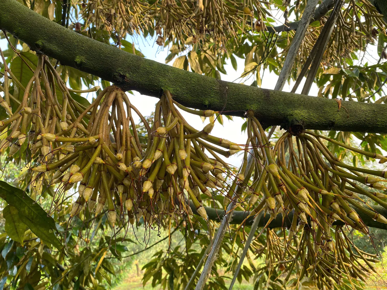 Phạm Trọng Cầu