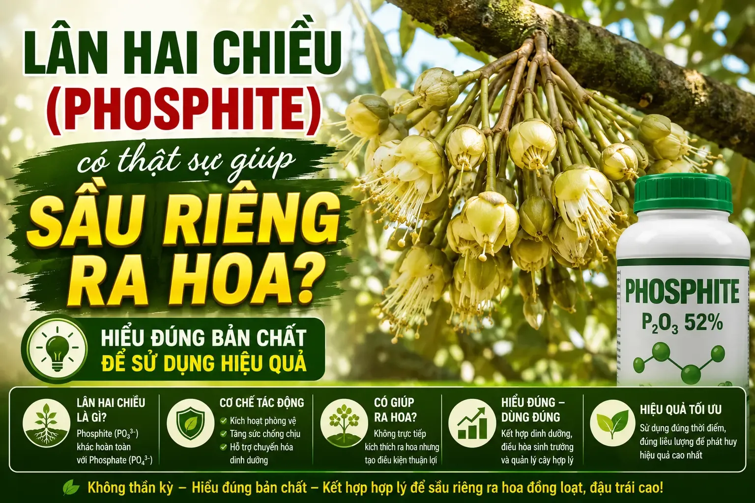 Lân hai chiều có giúp sầu riêng ra hoa