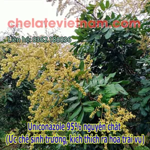 Uniconazole 95% nguyên chất (Ức chế sinh trưởng, kích thích ra hoa trái vụ)