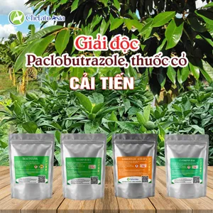 Bộ nguyên liệu combo giải độc Paclobutrazol cải tiến gồm GA3 40%, DA-6, Triacontanol và Brassinolide