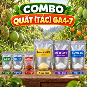 COMBO QUẤT (TẮC) GA4-7 – Bộ nguyên liệu tham khảo hỗ trợ bật đọt và nuôi tán quất cảnh