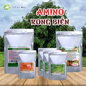Bộ nguyên liệu Combo Amino Rong Biển gồm axit amin 80%, bột rong biển, nitrophenolate và vi lượng chelate