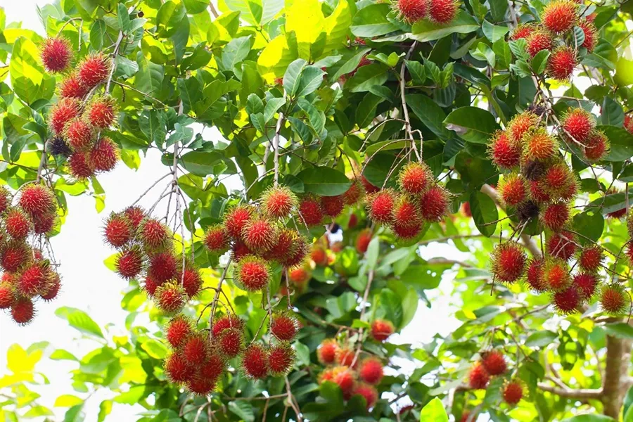 Atonic kích sinh trưởng