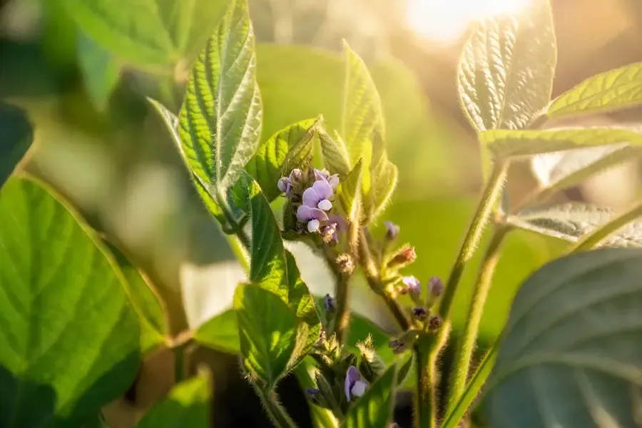 Mepiquat cho cây đậu tương ra hoa