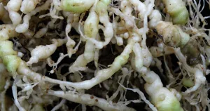Rễ cây cà chua bị tuyến trùng nốt sưng, nhiều nốt u phình trên rễ