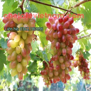 Mepiquat Chloride 98% chất ức chế sinh trưởng, kiểm soát chiều cao, tăng năng suất