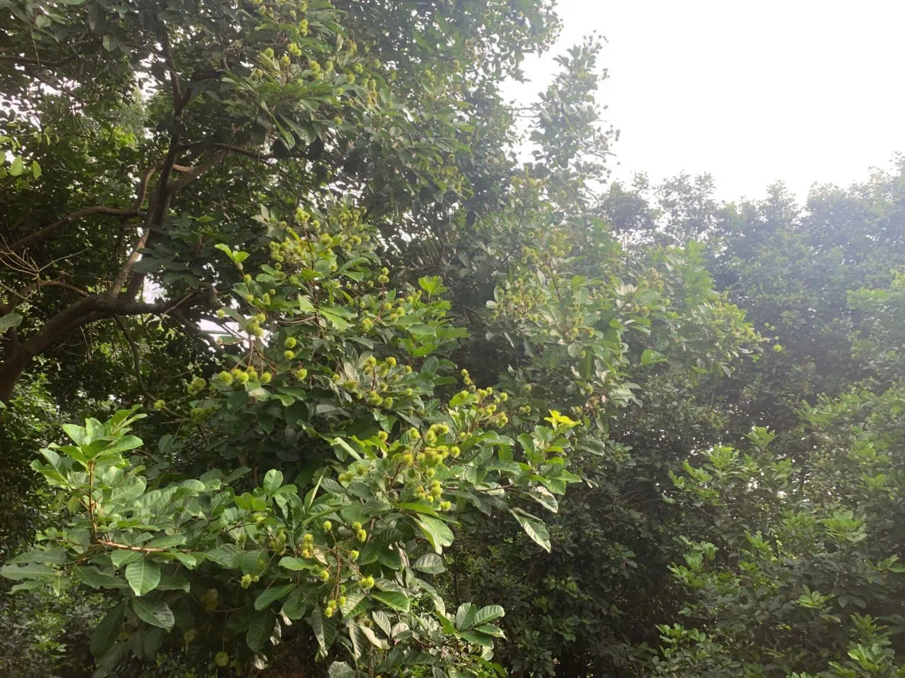 Cây chôm chôm sau xả nhụy 18-21 ngày