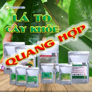 Bộ nguyên liệu Combo quang hợp gồm Brassinolide, Triacontanol, DA-6, Amino Acid, chelate vi lượng và Kali Silicat