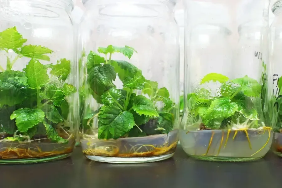 Zeatin kích chồi mô sẹo