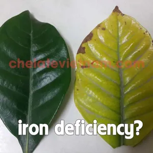 Vi lượng Sắt Chelate (Fe-EDTA-13) tan hoàn toàn trong nước
