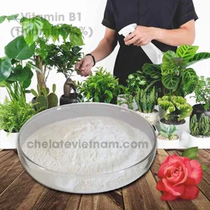 Vitamin B1 (Thiamin 99%) nguyên chất (Tăng sinh trưởng cây trồng, vật nuôi)