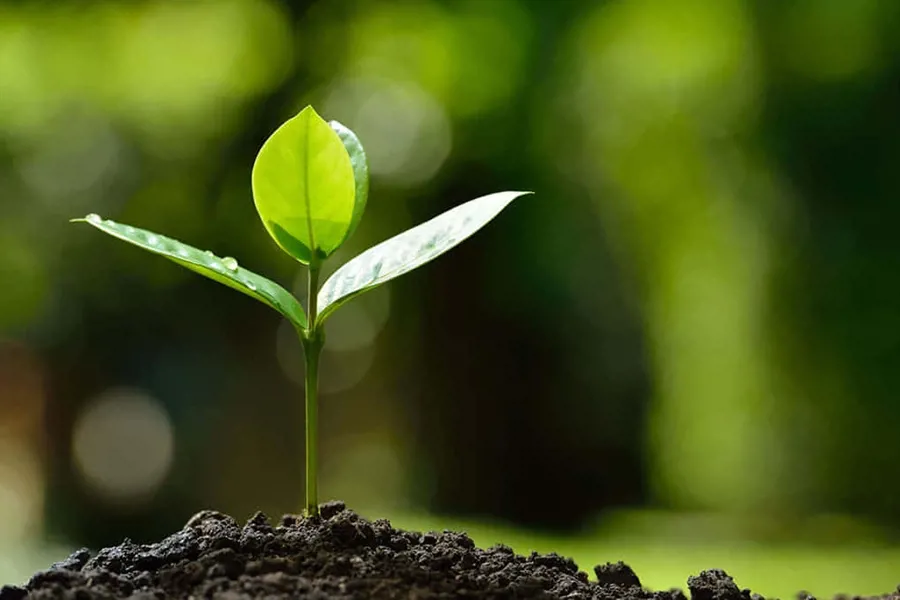 organic fertilizer