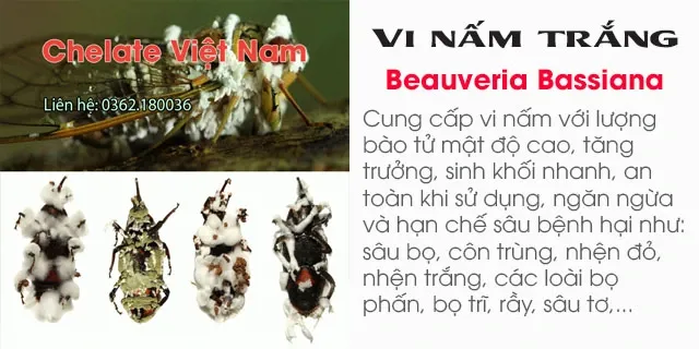 Bán (85) Vi nấm trắng Beauveria Bassiana - diệt sâu bệnh hại