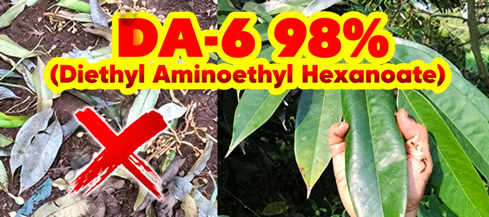 Cytokinin DA6 siêu giải độc cây trồng: Thuốc BVTV (thuốc cỏ, phân bón...)