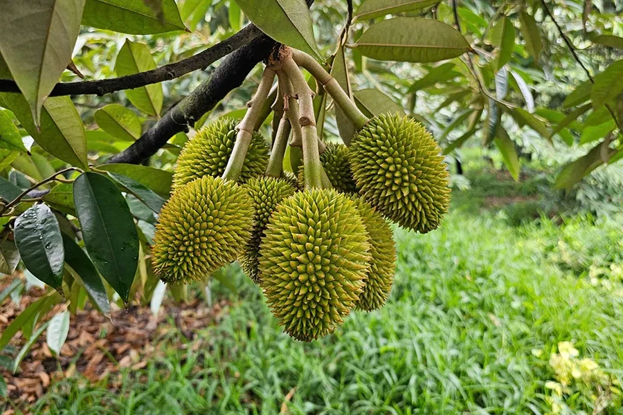 NAA chống rụng trái