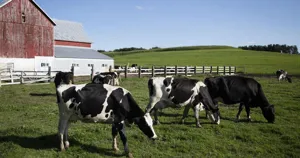 Đàn bò sữa Holstein gặm cỏ bên chuồng trại ở bang Wisconsin, Mỹ