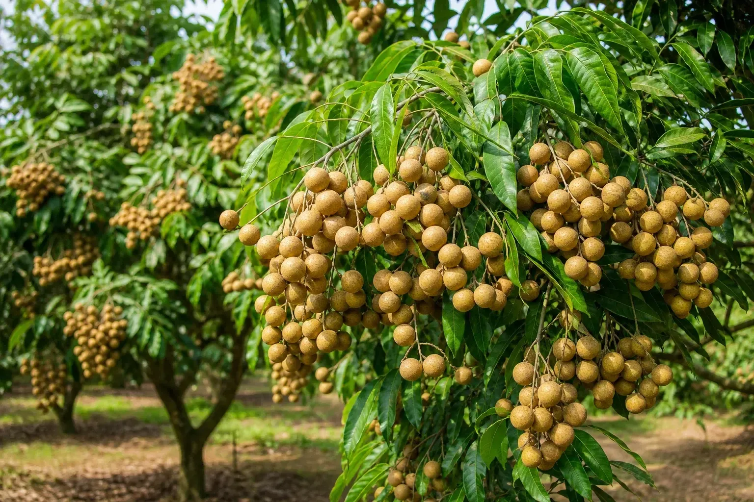 Amino axit động vật hay thực vật tốt