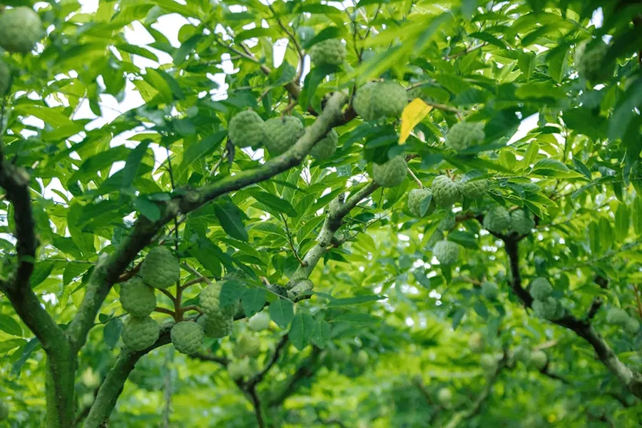 bí quyết xanh dày lá