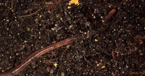 Con trùn đỏ bò trong luống phân trùn (vermicompost) tơi xốp màu nâu đen