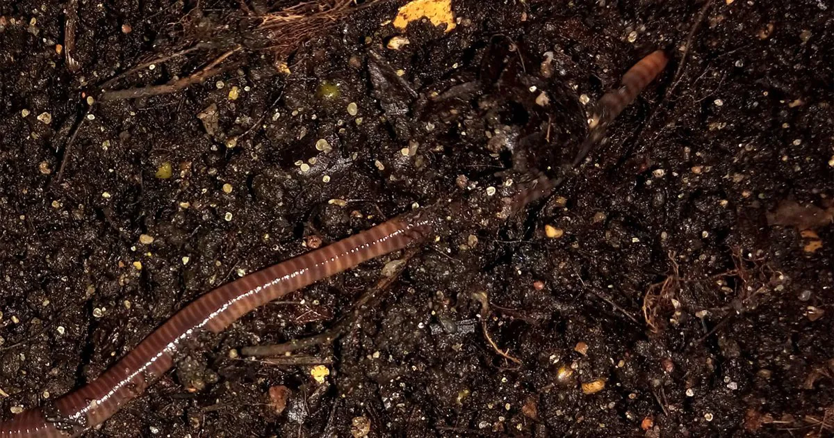 Con trùn đỏ bò trong luống phân trùn (vermicompost) tơi xốp màu nâu đen