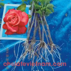 Auxin IBA-K 98% (Auxin 4-Indole 3-Butyric Acid Potassium) Kích thích ra rễ tan trong nước