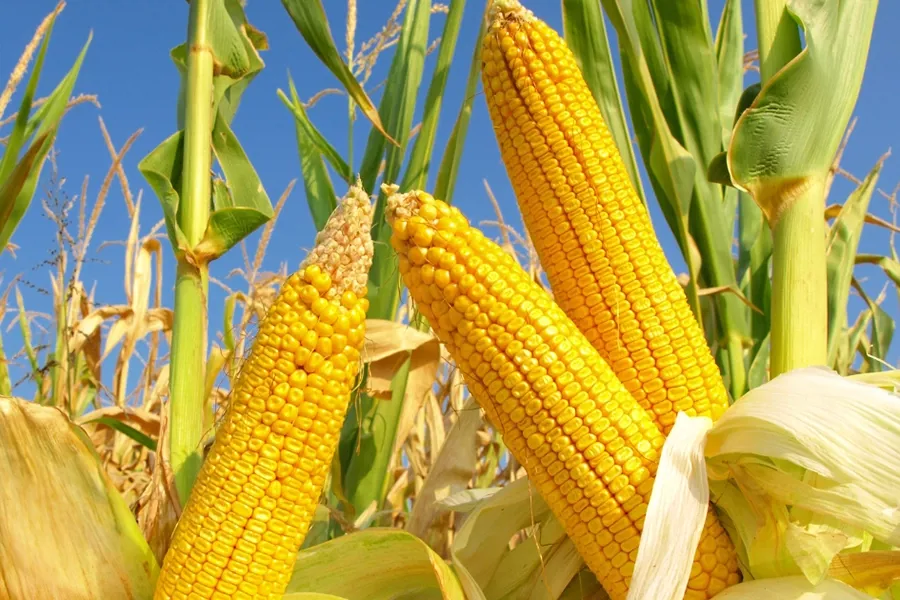 Corn tree