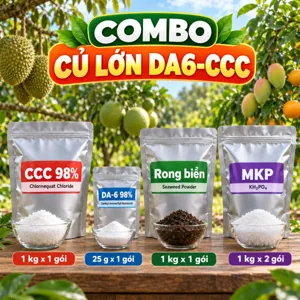 COMBO CỦ LỚN DA6-CCC – Bộ nguyên liệu tham khảo hãm vống thân lá và nuôi củ giai đoạn tích lũy cho cây lấy củ