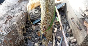Gốc cây chanh rỉ nhựa nâu do xì mủ thân nghi nhiễm Phytophthora