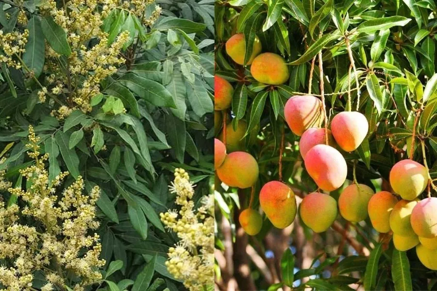MKP cho giúp tạo mầm hoa