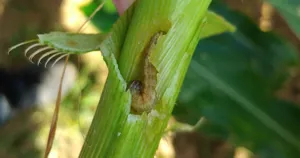 Sâu keo mùa thu (Spodoptera frugiperda) trong thân ngô bị đục
