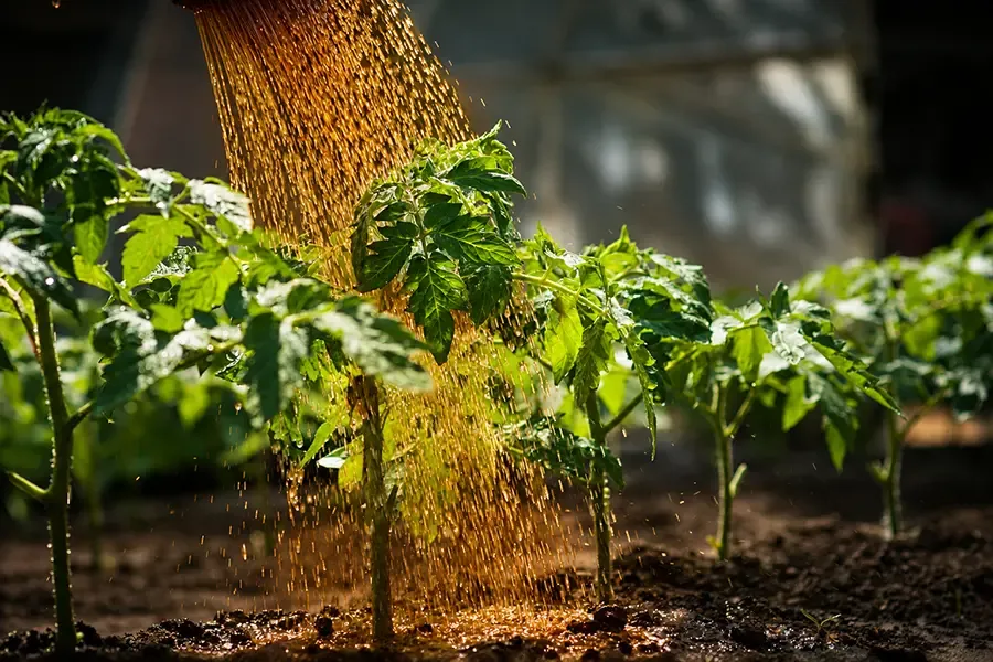 tưới humic hay bón NPK trước
