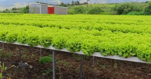 Luống xà lách thủy canh trồng trên máng dinh dưỡng ngoài trời ở Plaine des Cafres, đảo Réunion